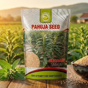 SESAME - Oilseeds 1kg (TS-03)